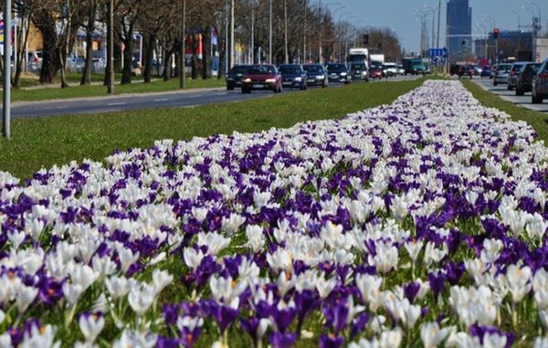 Bratki, stokrotki, krokusy. Tysiące kwiatów na ulicach Warszawy