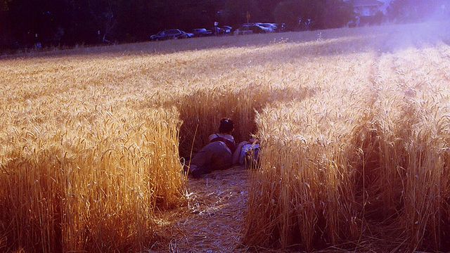 Podejrzewaliście, że to one stoją za tajemniczymi kręgami na polach? 1