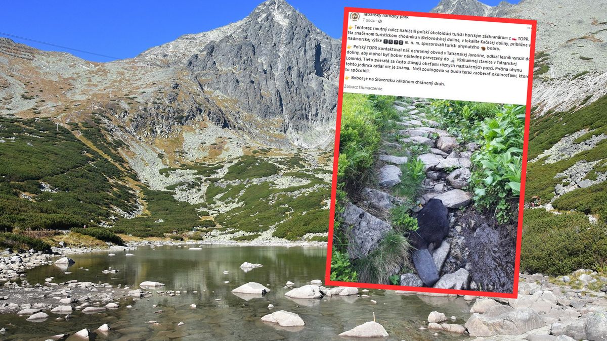 Turyści znaleźli martwego bobra. Wspiął się na 1570 m n.p.m.