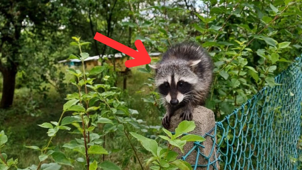 Leśnik zobaczył go na płocie