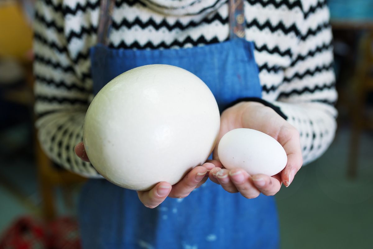 Czy jajka strusie różnią się od kurzych czymś, poza wielkością?