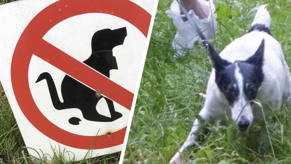 Za niesprzątanie po psie grozi kara - zdjęcie ilustracyjne
