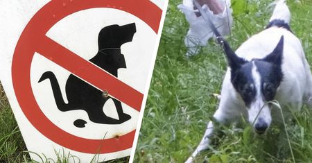 Mandat za niesprzątanie po psie? Schyl się i sprzątnij, opłaca się