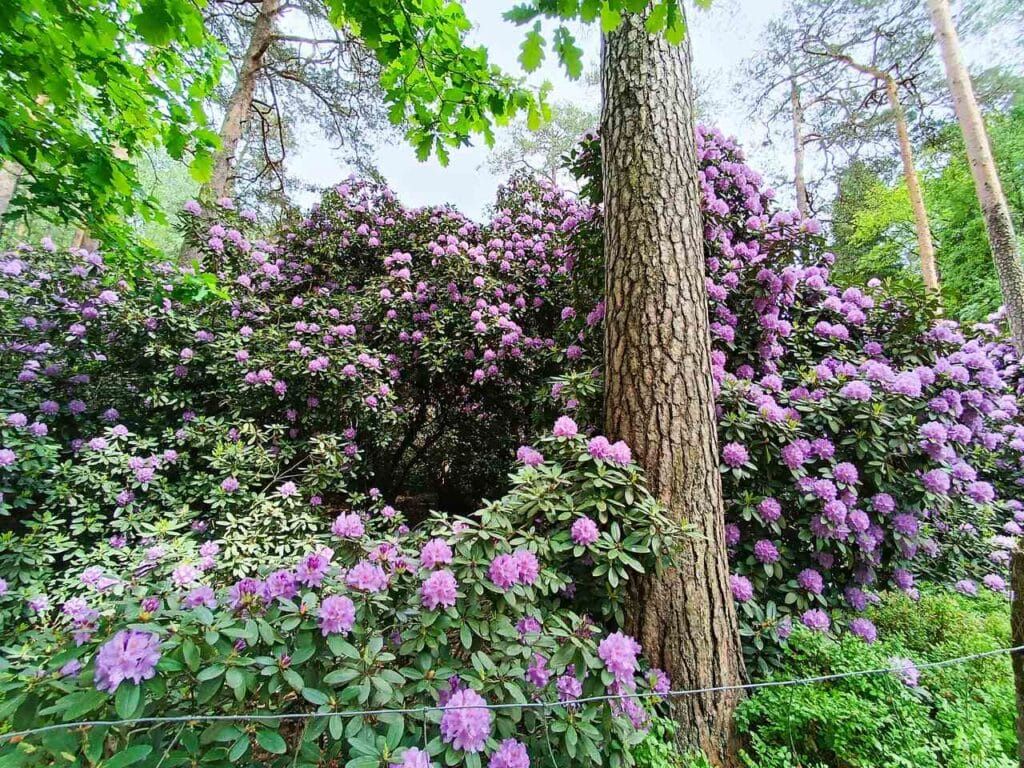 Rezerwat rododendronowców