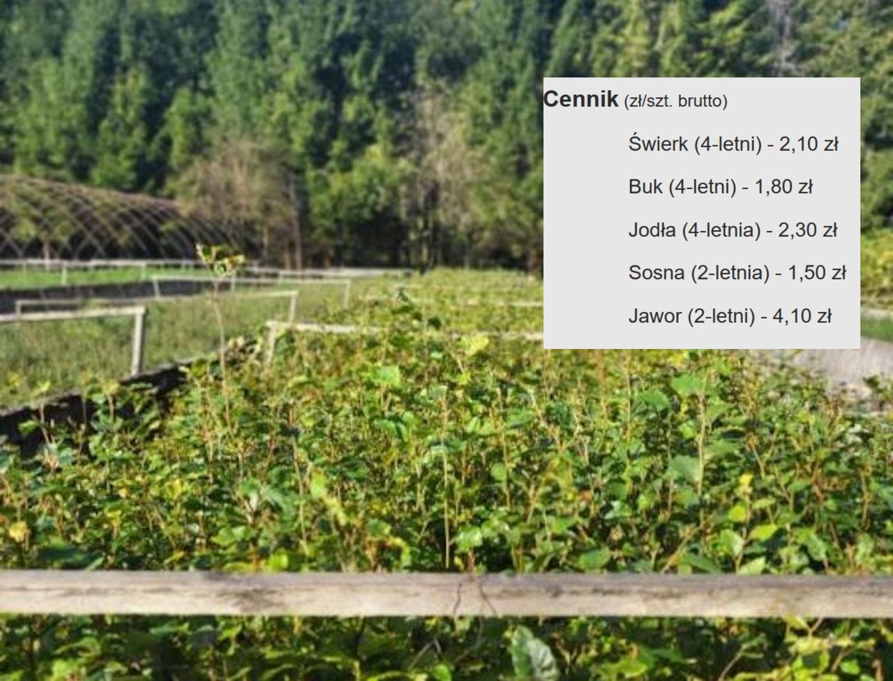 1,50 zł za sosnę. Leśnicy sprzedają sadzonki drzew