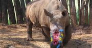 Te zdjęcia łamią serce. Na szczęście nosorożca uratowano po ataku kłusowników