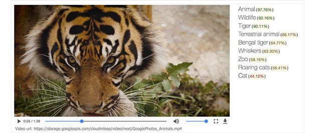 Google CVI tygrys