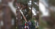 Ściął krzyż w Zielonej Górze. "Opiłowywanie katolików"