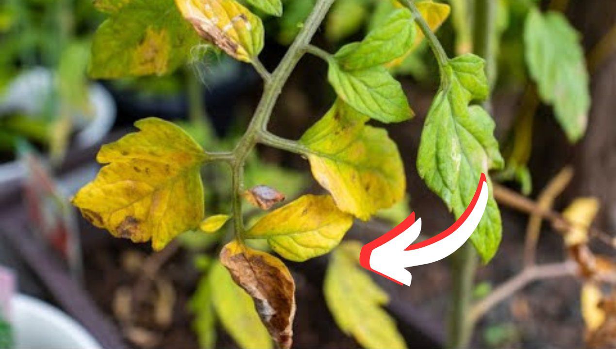 żółte liście na pomidorach, fot. Youtube/CarolSpeake