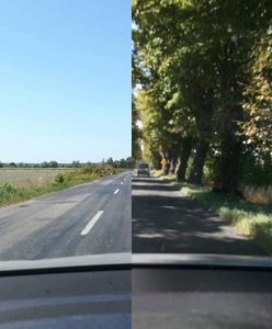 Droga z Sulechowa do Trzebiechowa ogołocona z drzew. "Beznadzieja i oszołomstwo"