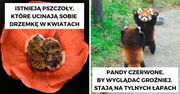 17 zdumiewających ciekawostek ze świata zwierząt, których nie dowiesz się na lekcjach biologii