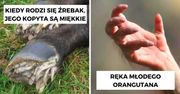15 ciekawostek o zwierzętach, które zaskoczą każdego miłośnika dzikiego życia