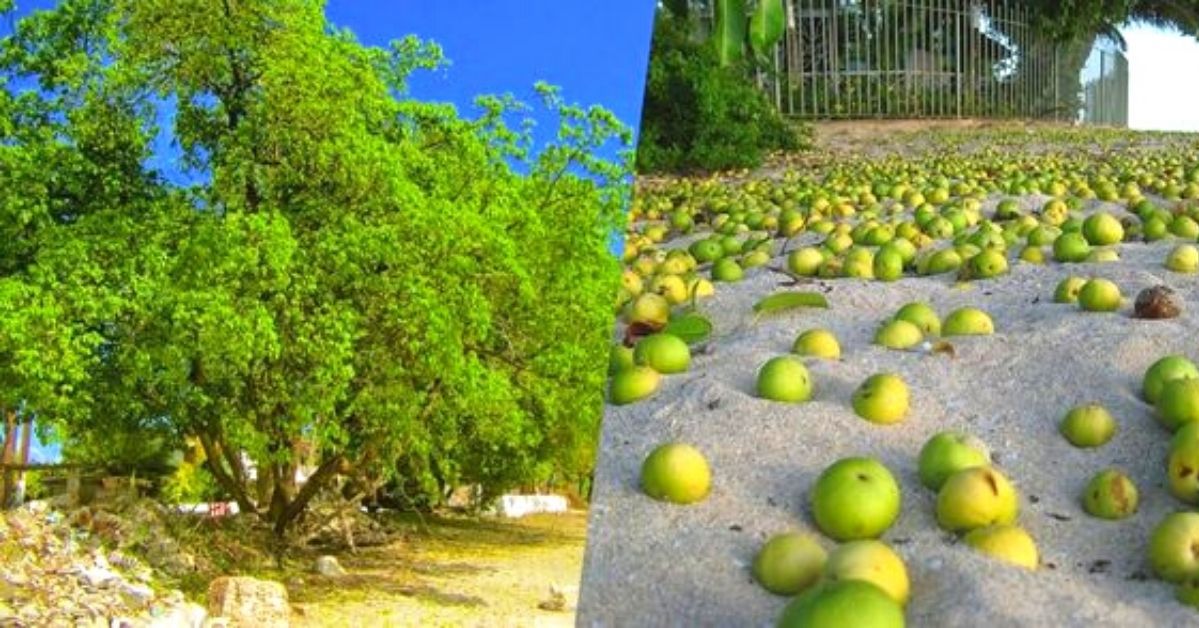 This Poisonous Tree Entered the Guinness Book of World Records as the Deadliest