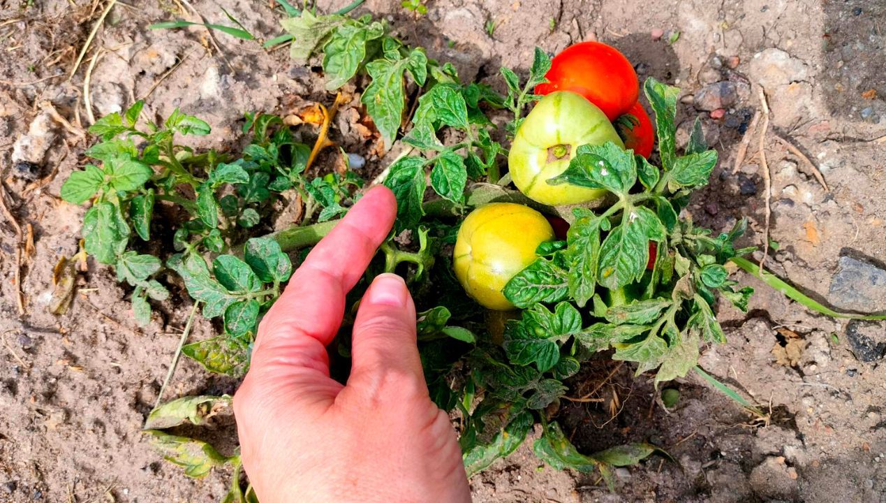 Największy błąd przy uprawie pomidorów. Obniża ilość i jakość plonów