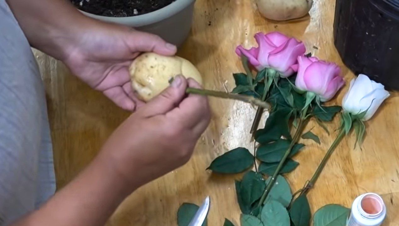 Co się stanie, jeśli włożysz róże do ziemniaków? Sprawdzona metoda czy ogrodniczy mit?