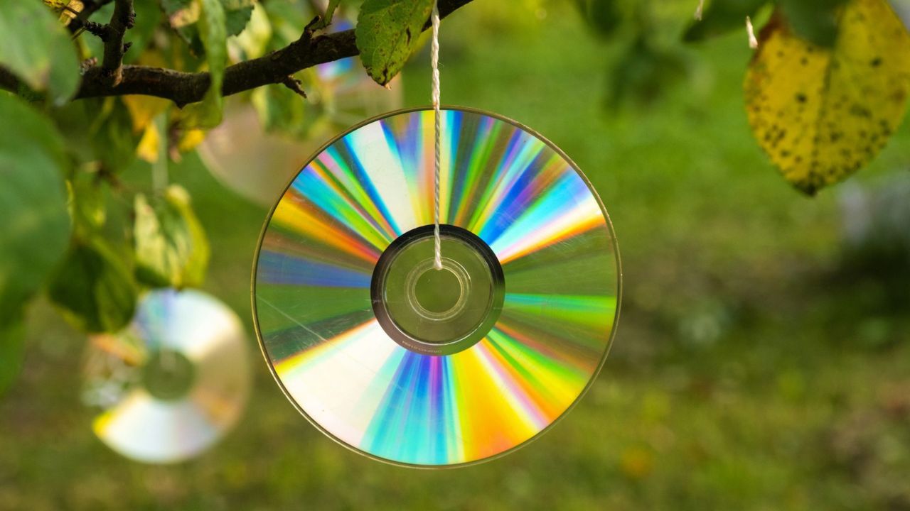 Sąsiadka zawiesza płyty CD na drzewach. Gdy zdradziła mi powód, też tak zrobiłam
