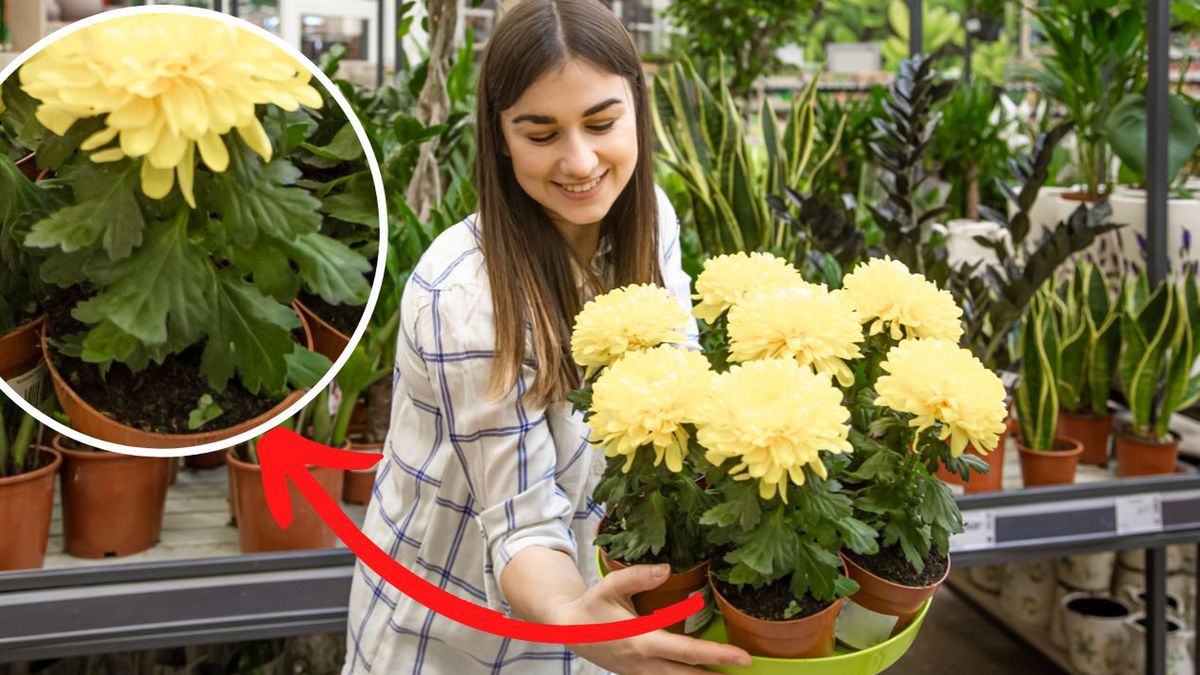 Jak dbać o chryzantemy w doniczkach Fot. Freepik