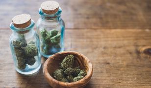 Kolejna plantacja konopi zlikwidowana