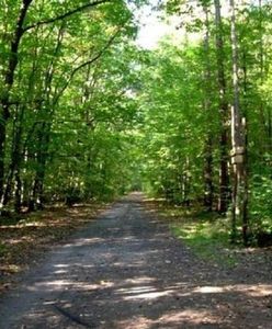 Z psem nie wejdziesz do Lasu Kabackiego. Absurdalny zakaz czy słuszna decyzja?