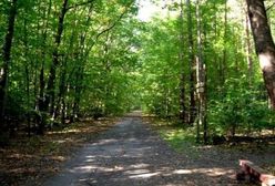 Z psem nie wejdziesz do Lasu Kabackiego. Absurdalny zakaz czy słuszna decyzja?