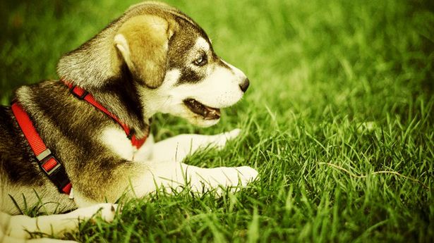 Ile naprawdę będzie cię kosztować zwierzak? 1