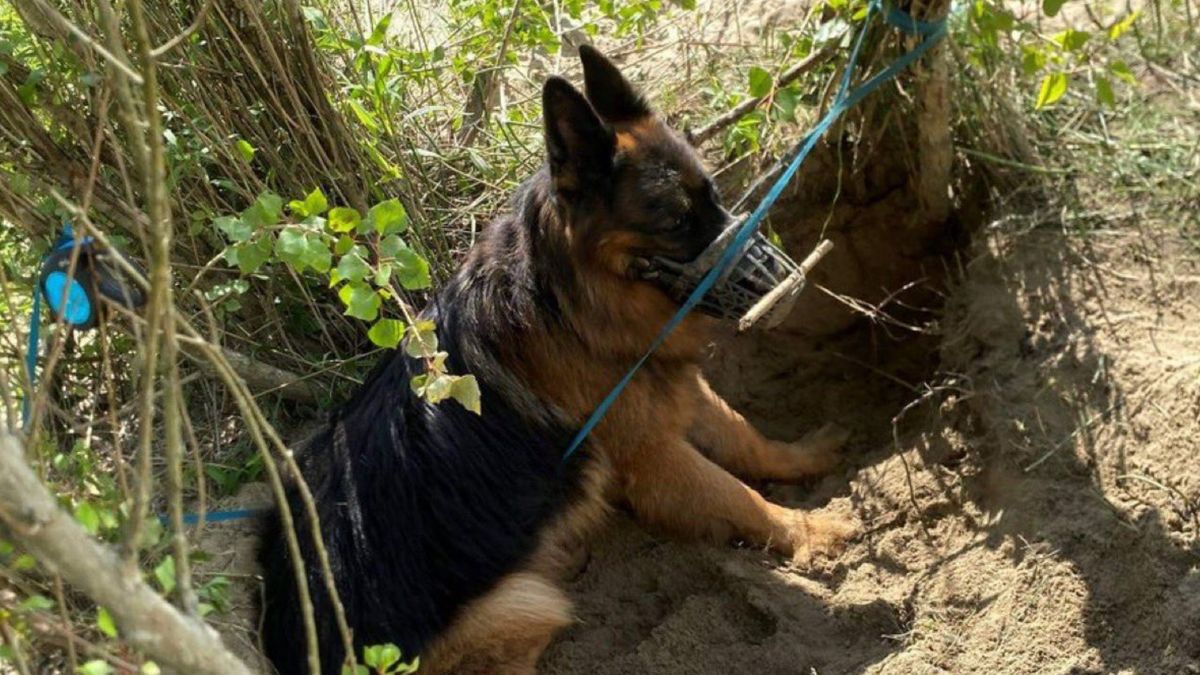 Zostawili psa na pewną śmierć w lesie