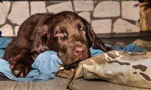 Weterynarz mówi wprost. Te rasy najczęściej chorują na nowotwory