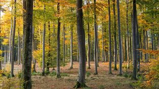 Lasy wokół Bielska-Białej uratowane. Jest decyzja Ministerstwa Klimatu i Środowiska