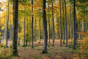 Lasy wokół Bielska-Białej uratowane. Jest decyzja Ministerstwa Klimatu i Środowiska