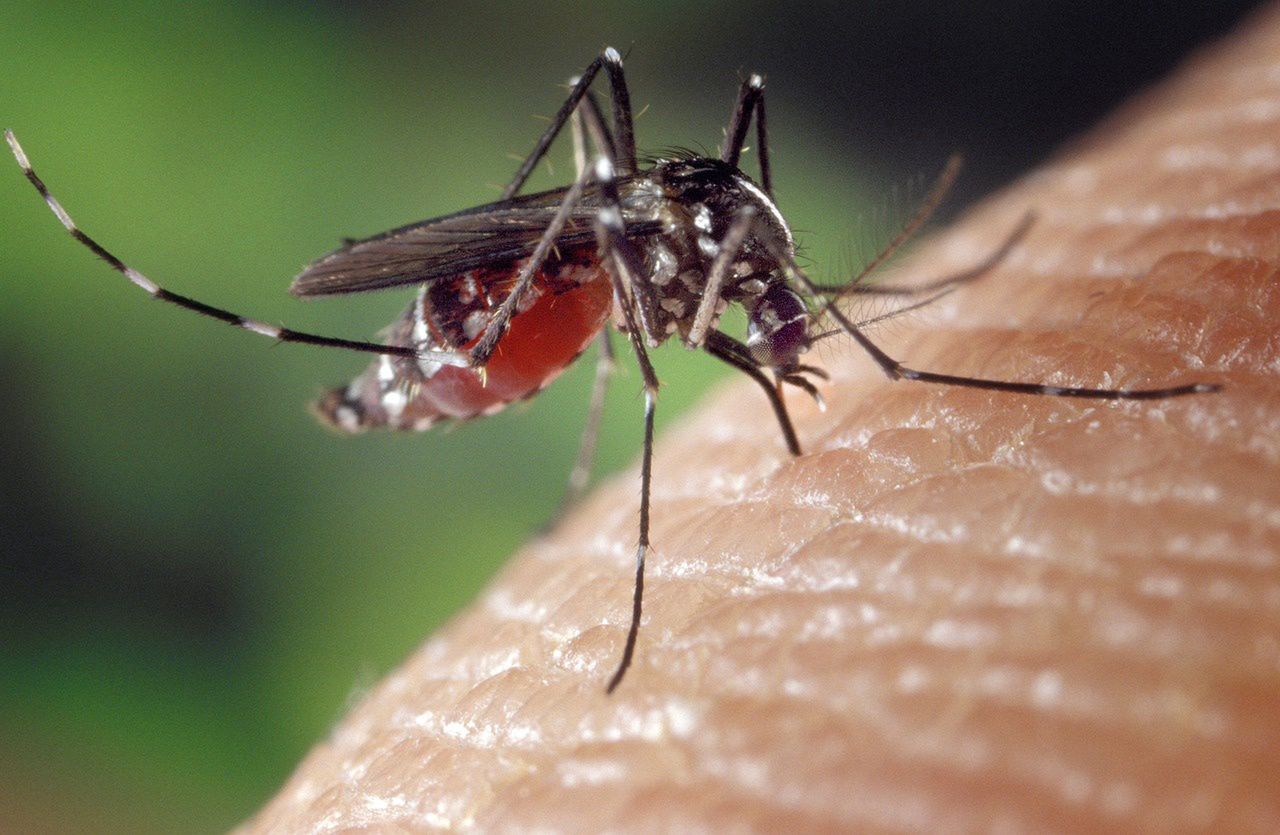 Zaskakujące odkrycie polskich naukowców. Chodzi o komary