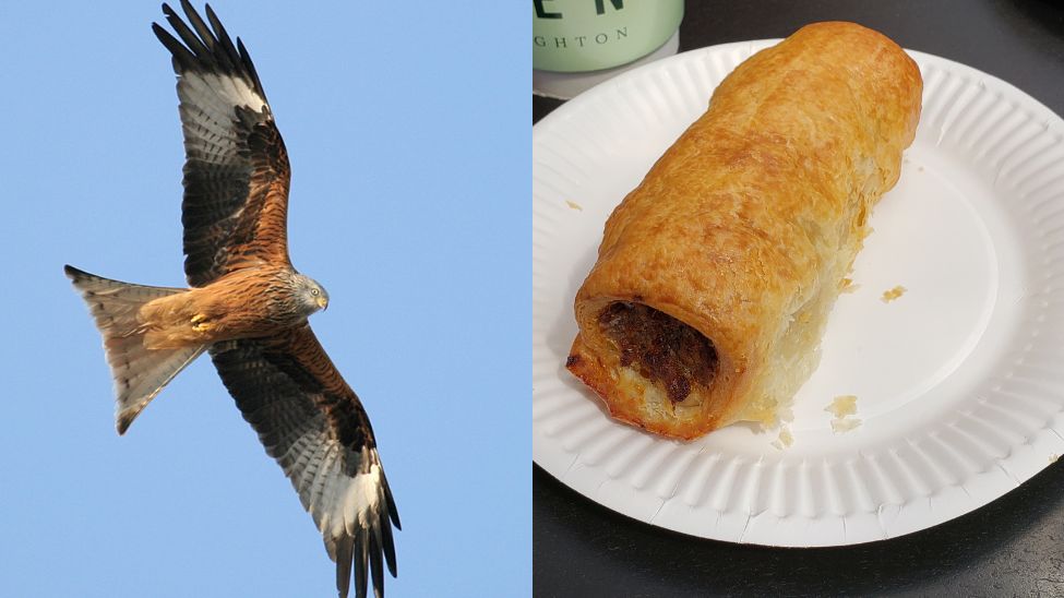 Fotograf zrobił zdjęcie kani rudej z bułką z kiełbasą