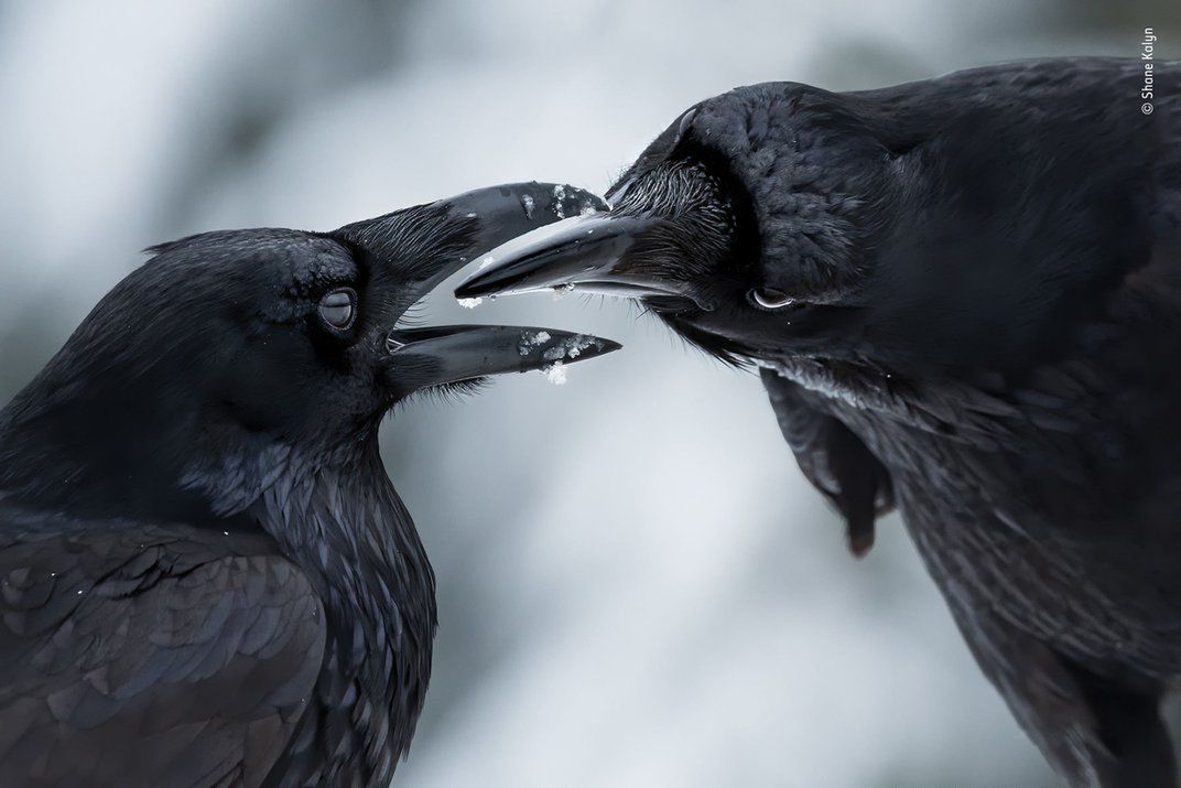 Wildlife Photographer of the Year 2021. Oto zwycięskie zdjęcia 6