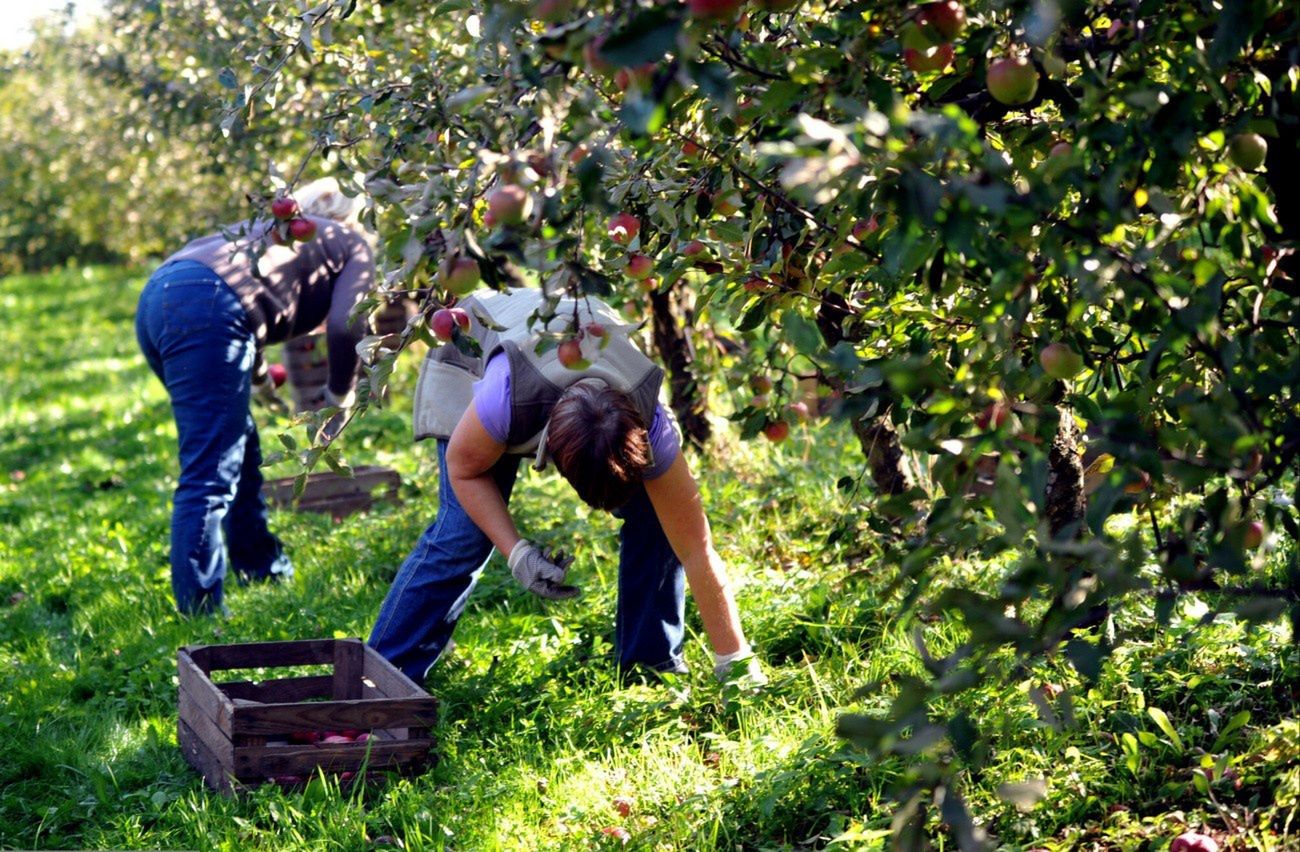 Brakuje ludzi do zbierania jabłek. "Po kilku dniach rezygnują"