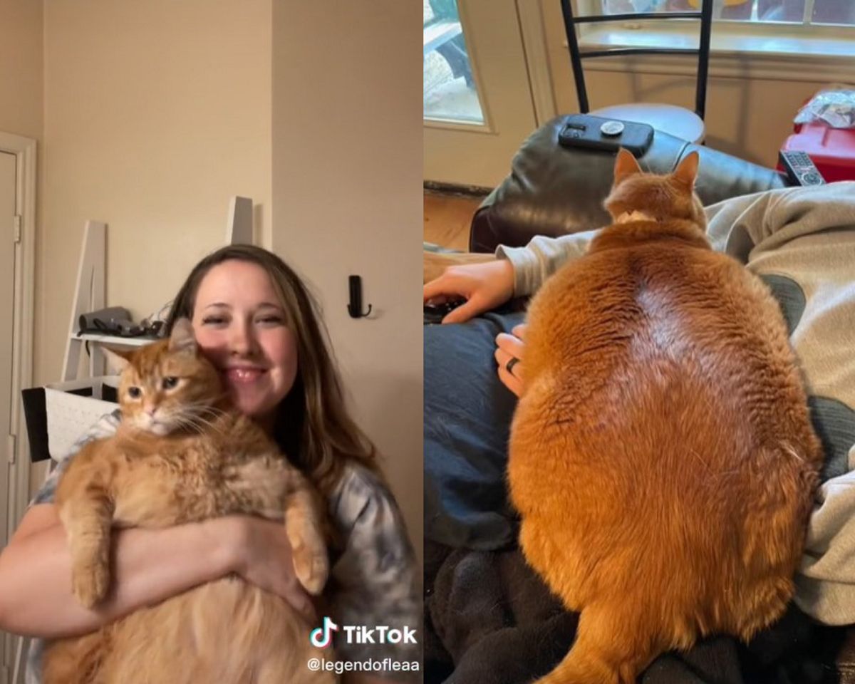 "Adoptowałam najbardziej otyłego kota na świecie". Waży ponad 16 kg