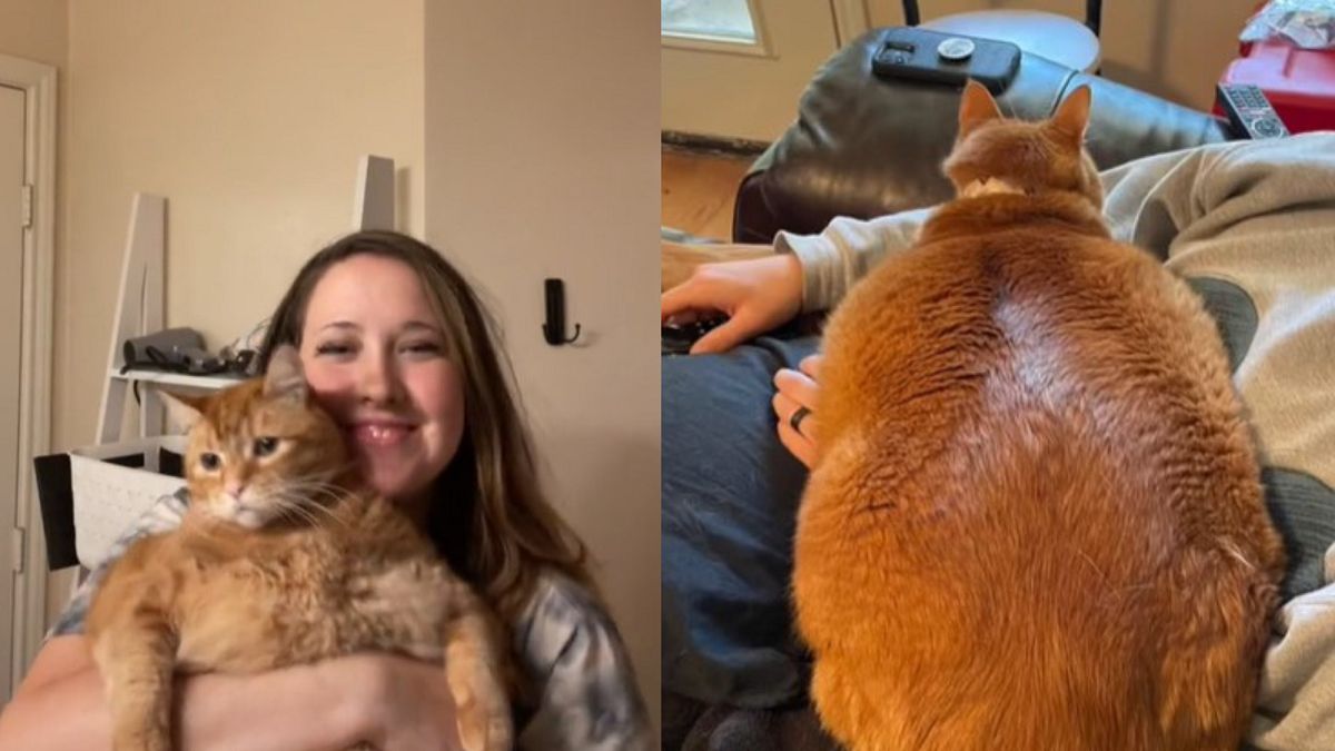 Mówi, że adoptowała "najbardziej otyłego kota na świecie". Robi mu kurację odchudzającą. 