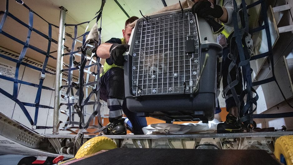 Panda podróżowała w transporterze