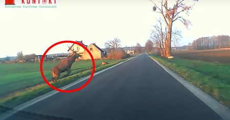 Jeleń poleciał jak Małysz w Willingen. Czegoś takiego jeszcze nie widzieliście [WIDEO]