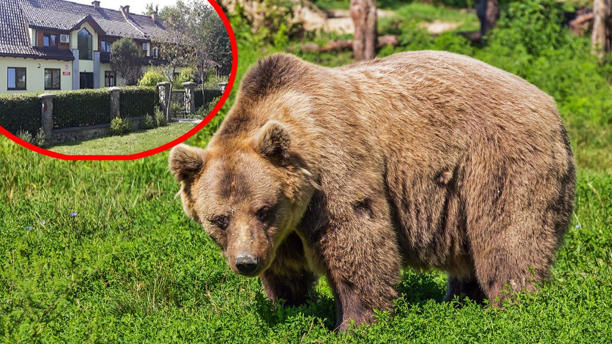 Atak niedźwiedzia wywołał prawdziwą lawinę komentarzy