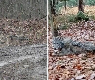 Przyrodnicy od miesiąca poszukują wilka. Nadajnik GPS nie działa, wszyscy obawiają się najgorszego