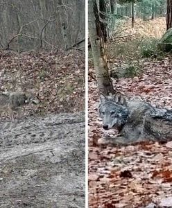 Przyrodnicy od miesiąca poszukują wilka. Nadajnik GPS nie działa, wszyscy obawiają się najgorszego