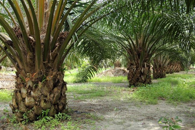 Olej palmowy i zawarte w nim zanieczyszczenia są rakotwórcze według najnowszego raportu Europejskiego Urzędu ds. Żywności