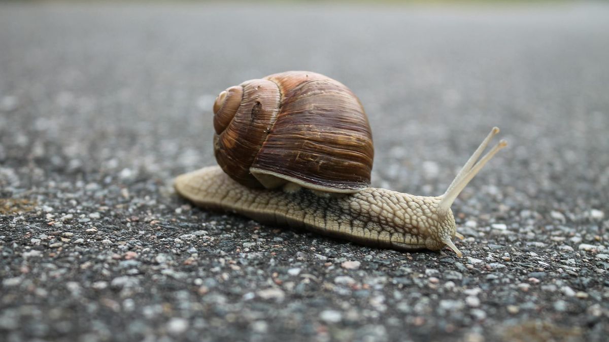 W Polsce jest coraz mniej winniczków  