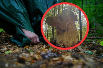 Miał 2,54 kg. Rekordowy okaz borowika