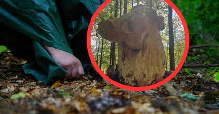Miał 2,54 kg. Rekordowy okaz borowika