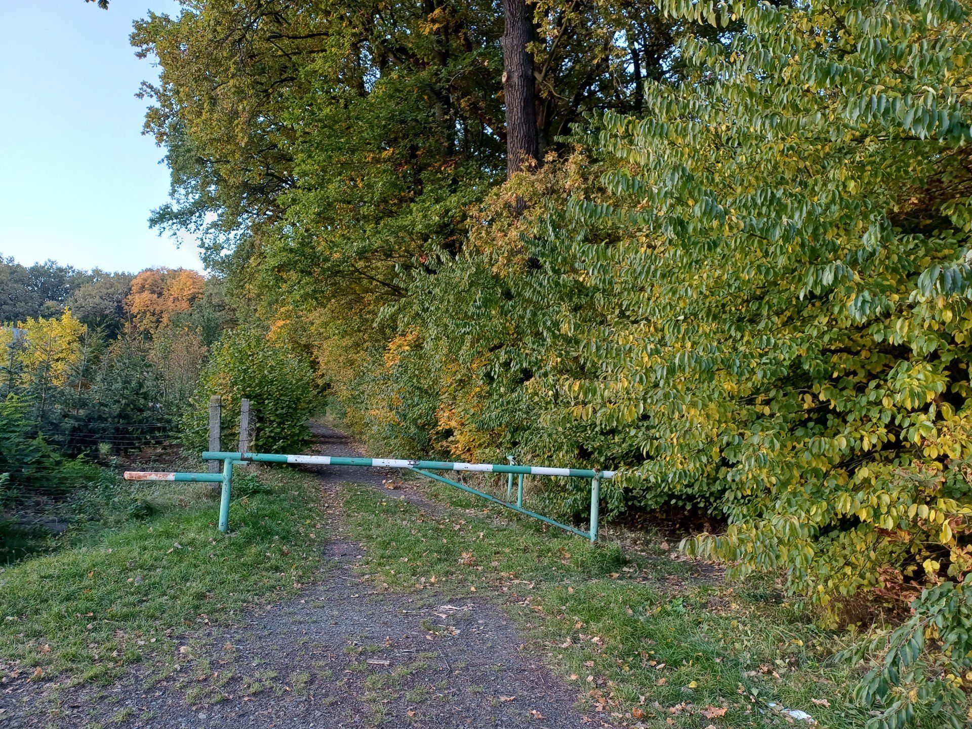 Miechowicka Ostoja Leśna w Bytomiu