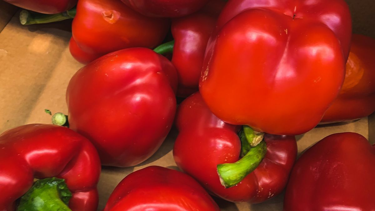 Plantatorzy papryki biją na alarm. Wysokie temperatury niszczą uprawy