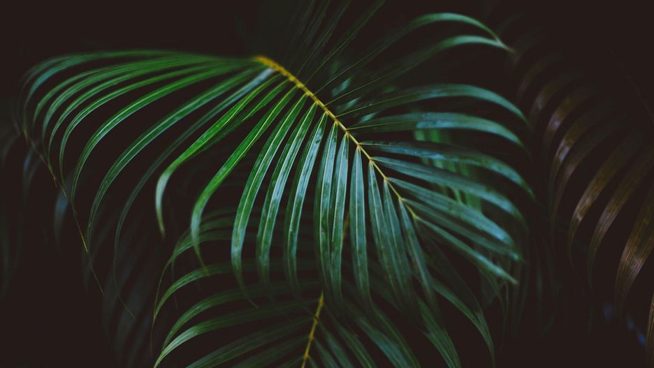 Wieczór pełen zieleni w Jungle Boogie