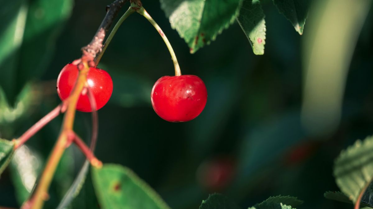 Wiśnia karłowata, znana także jako wiesienka stepowa to nieduży krzew, którego wysokość waha się od 1 do 2 metrów.