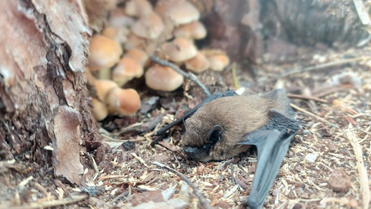 Karlik czyl najmniejszy z polskich nietoperzy