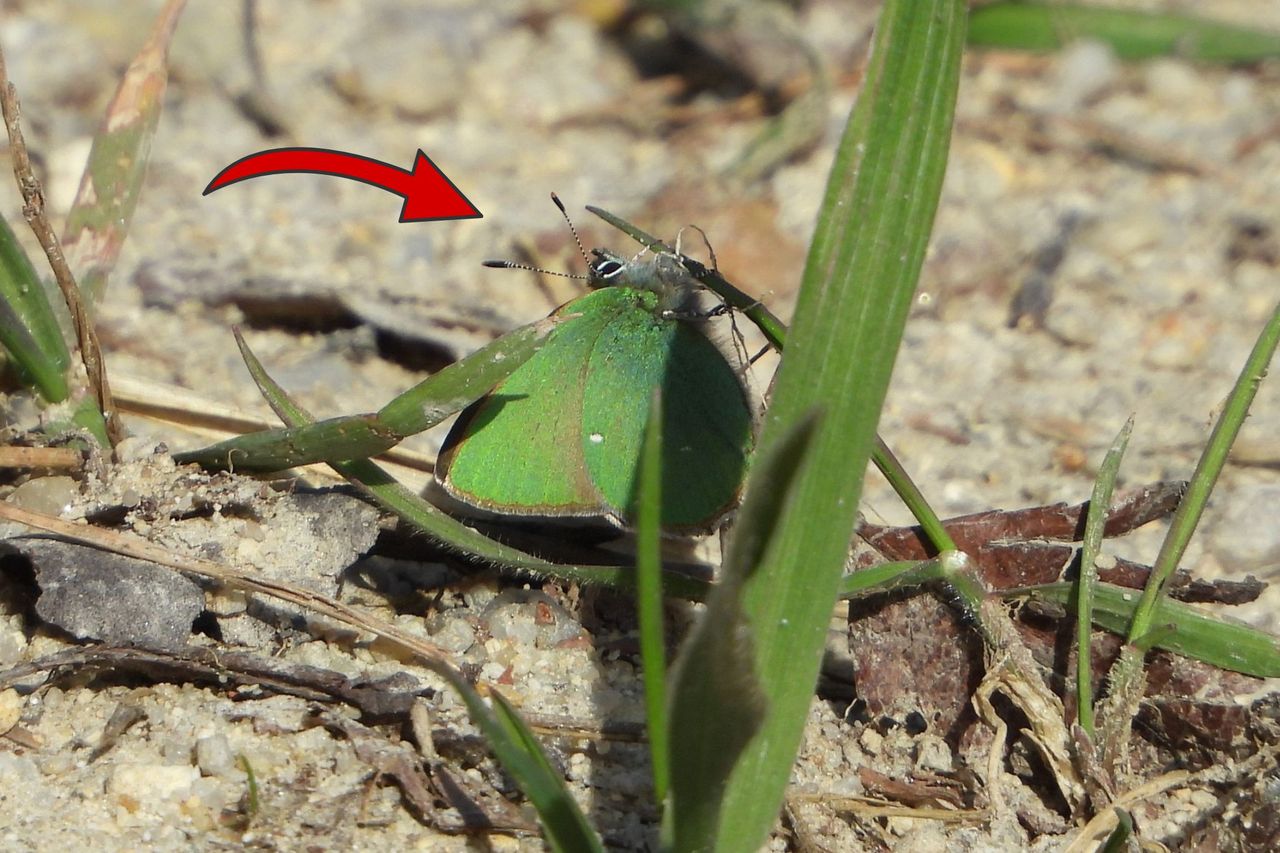 Coś zielonego przy gruncie. "Zaczęły się budzić". Wystarczyło kilka dni